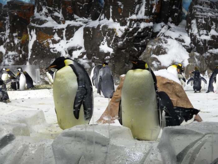 The penguins of Sea World San Diego are extremely funny