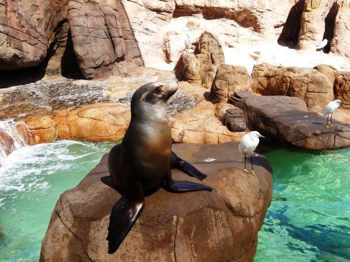 The sea lions are waiting to be fed