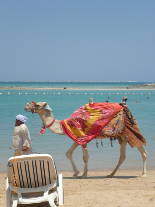 You can see camels on the beach