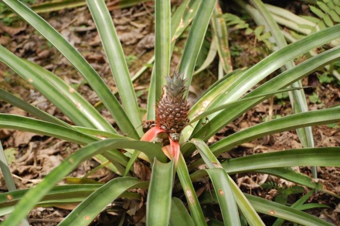 Baby Pineapple