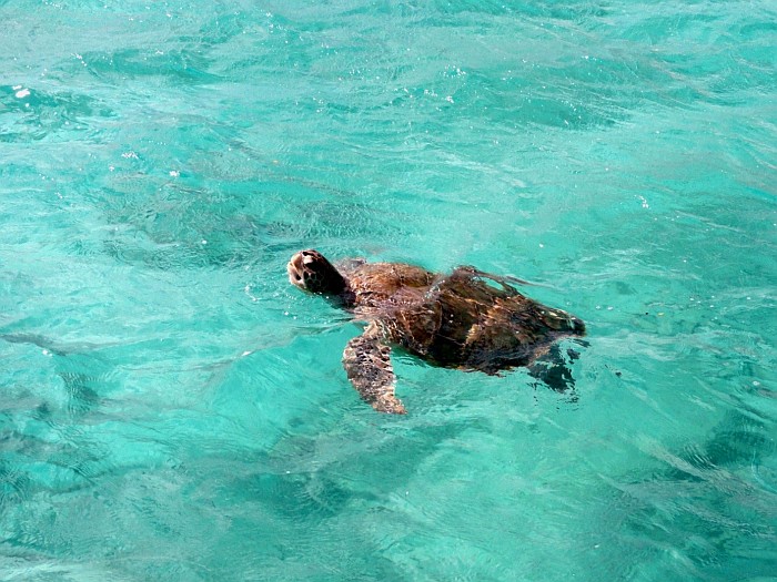 Swimming with turtles on Sandy beach