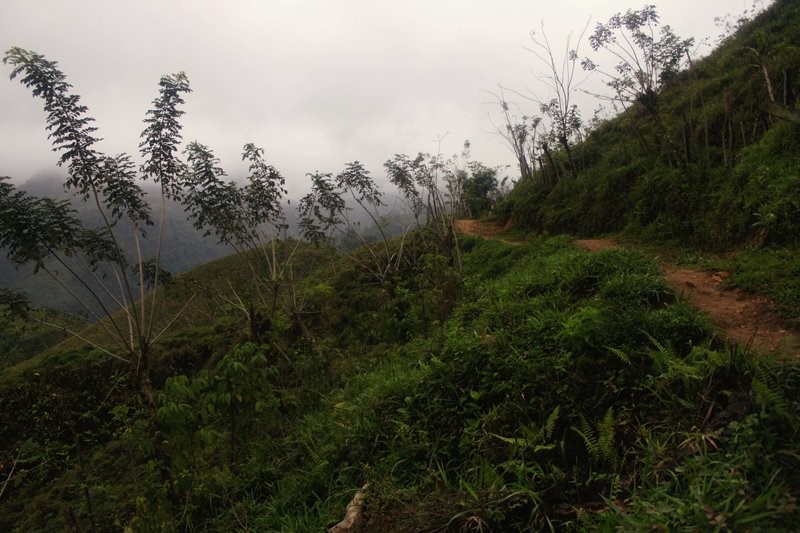 Ciudad Perdida - The Jungle