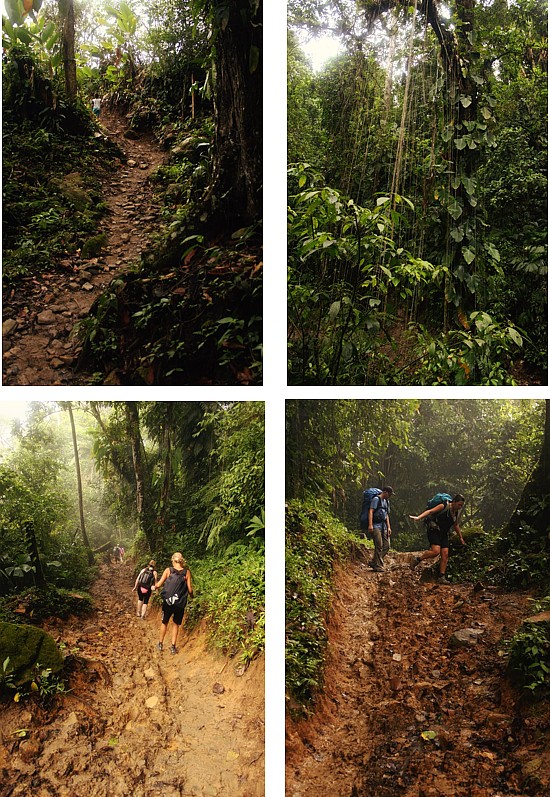 Ciudad Perdida - The Jungle