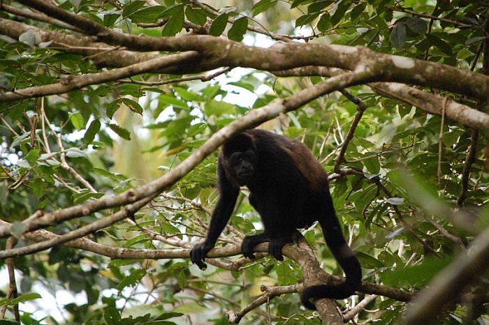 Howler Monkey