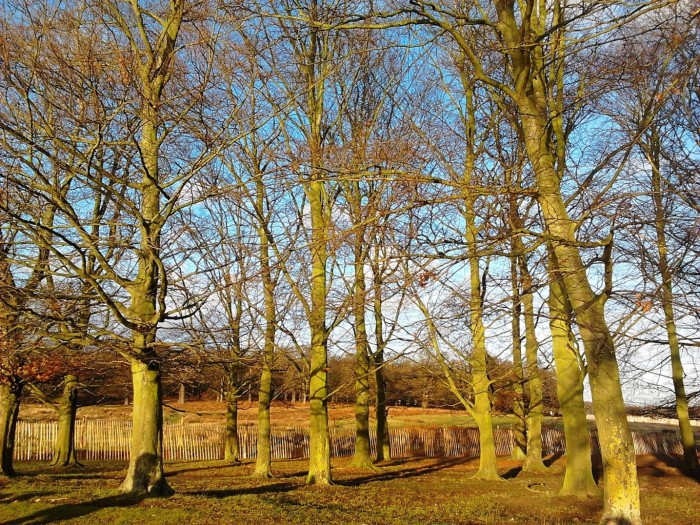 Last drops of sun in Richmond Park London