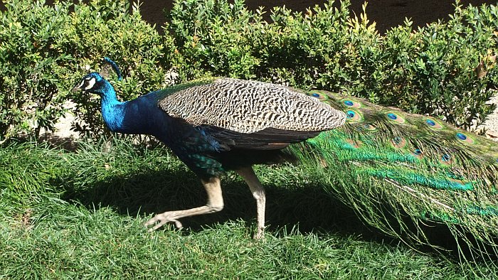 peacock spotted in Gardens of Crystal palace
