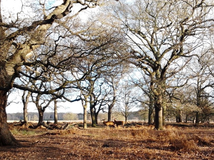 The first two deer we saw in Richmond Park London