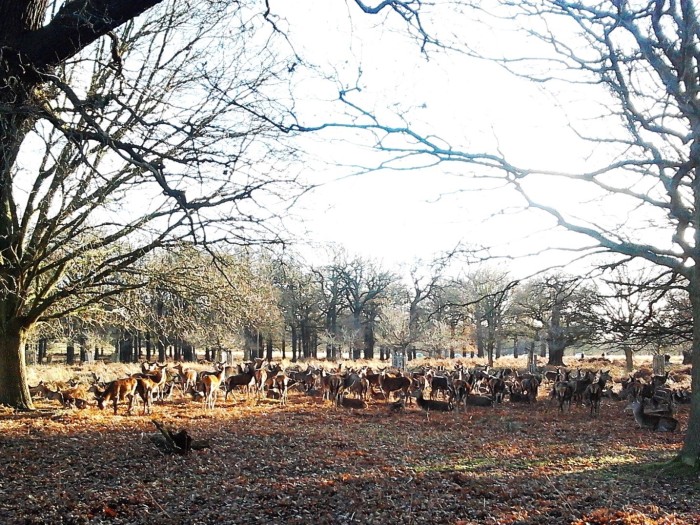 The park if full of deer; make sure not to scare them