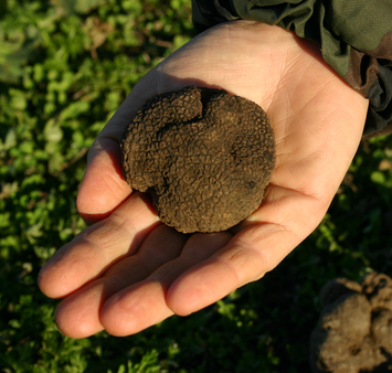 My truffle hunting trophy