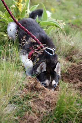 Truffle hunting dog