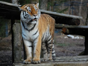 Visiting The Ljubljana Zoo