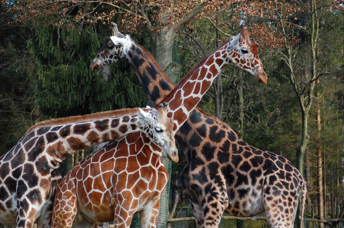 Ljubljana Zoo 1