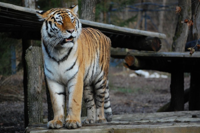 Ljubljana Zoo 5