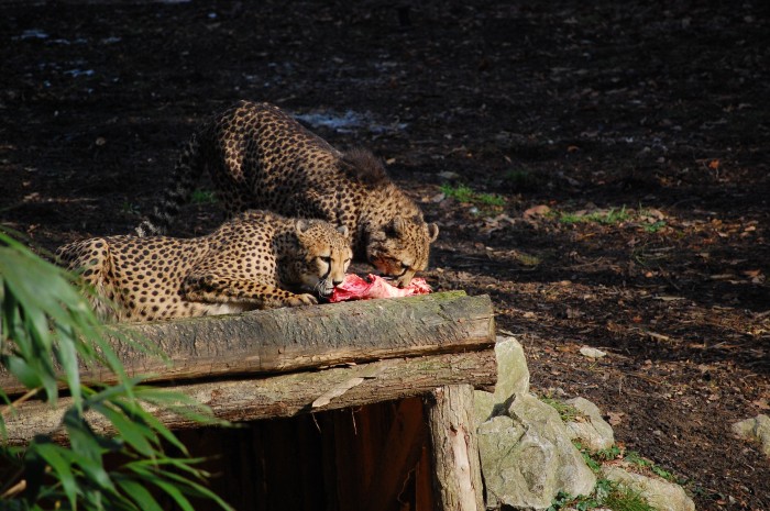 Ljubljana Zoo 6