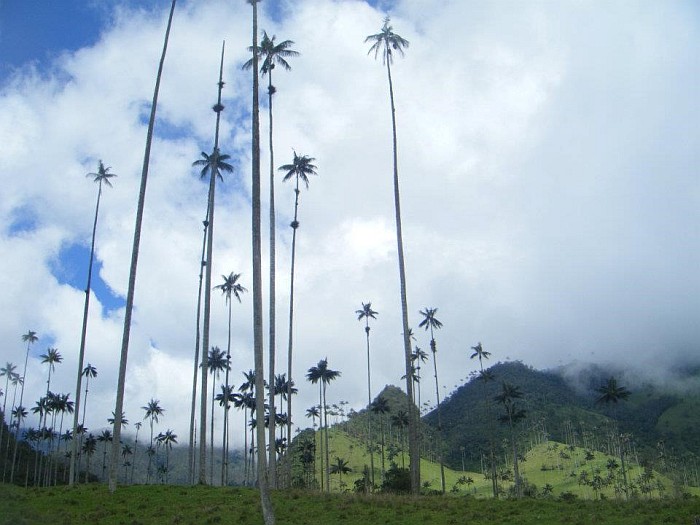 Wax Palm Trees – National Tree – Salento, the “coffee capital”