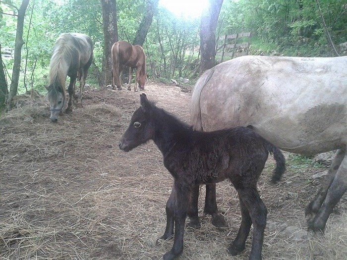 I love these photos. Newborn little baby horse was just 13 hours alive here.