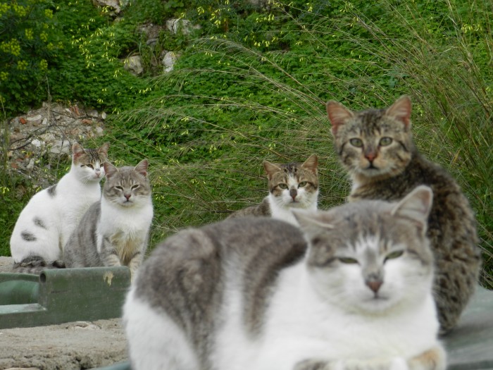 curious eyes of Kastellorizo