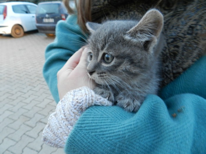 I wish/hope this kitty has a good life and is happy wherever it is.