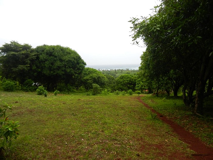 Between mango trees