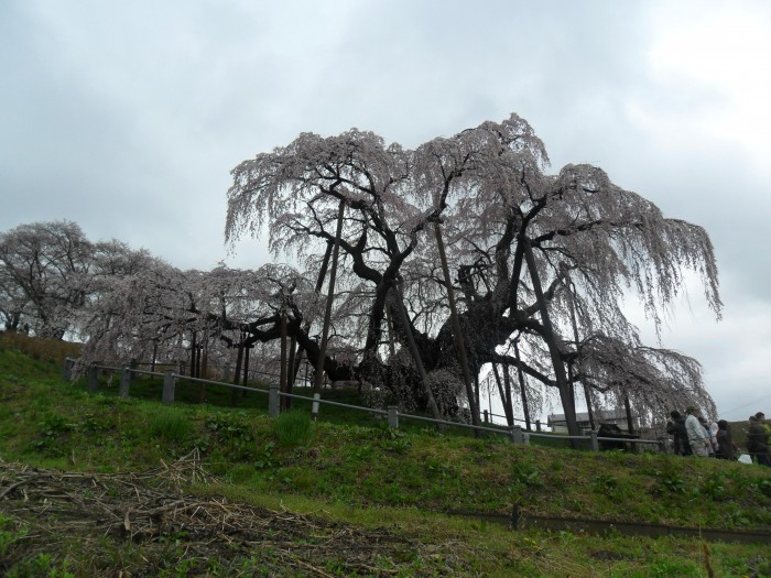 Dewa Zakura. The Great Sakura Tree in Fukushima Prefecture. May 2011