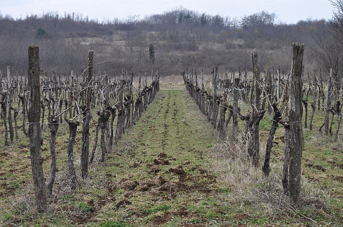 One of many magnificent wine yards - Istria Croatia