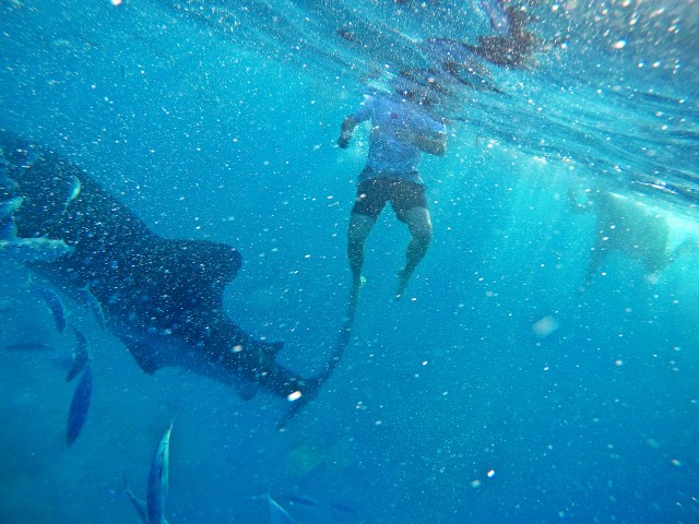 Swimming with Whale Sharks
