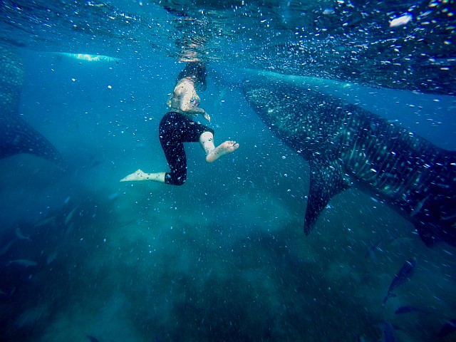 Swimming with Whale Sharks