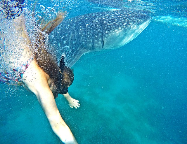 Swimming with Whale Sharks