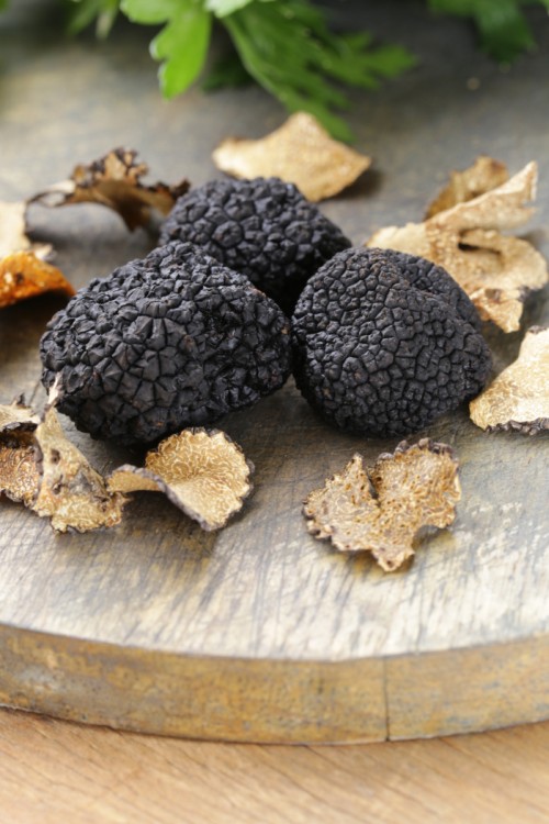 Truffle Hunting - Istria Croatia