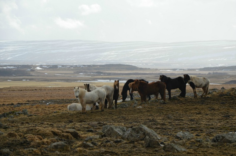 Icelandic horses