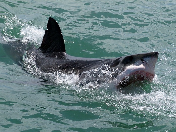 Shark breaching the surface