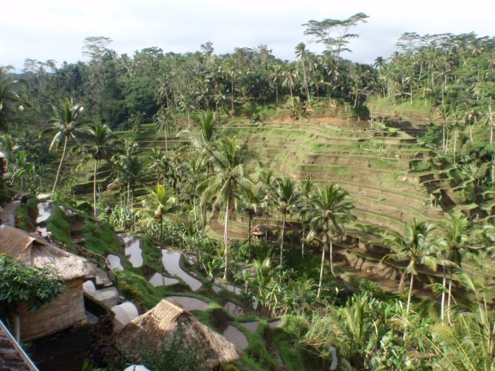 Rice Terrace in Ubud, Bali