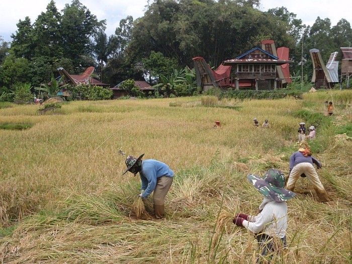 Elaborately painted houses with boat-shaped roofs and terraced rice paddies where farmers are working.Farmers are paid with rice – 1 bag of rice for daily work.