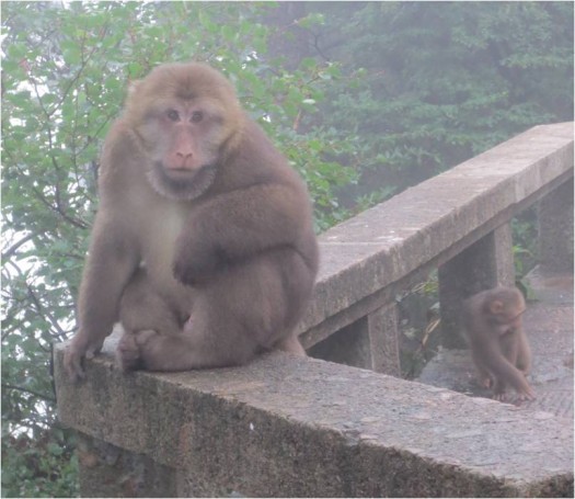 Monkey mother and her baby