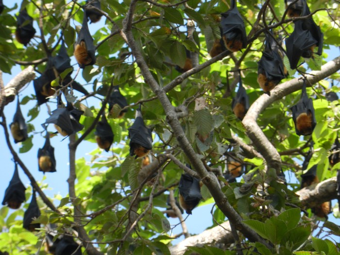 Bats don't live only in the deep, dark caves but also in the daylight at a public park. Siem Reap