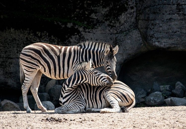 manila zoo