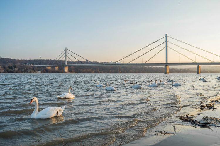 novi sad beaches